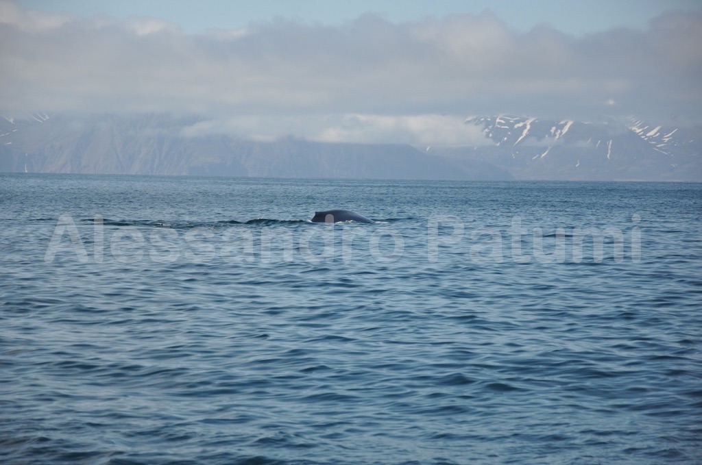 Whales watching, Iceland