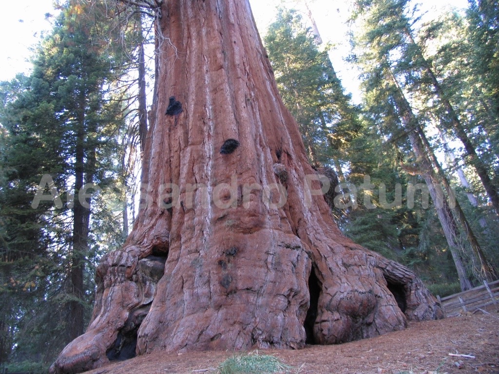 Sequoia National park, California, USA