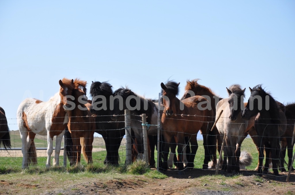 Horses in iceland