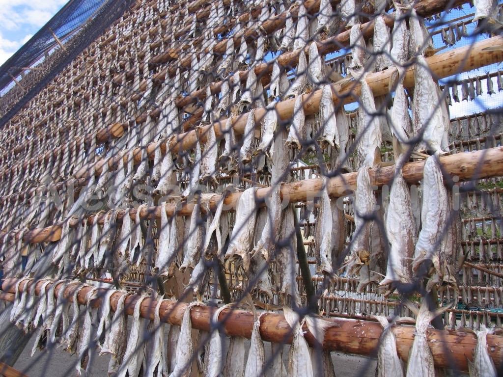 Cod drying, protected by birds, Norway