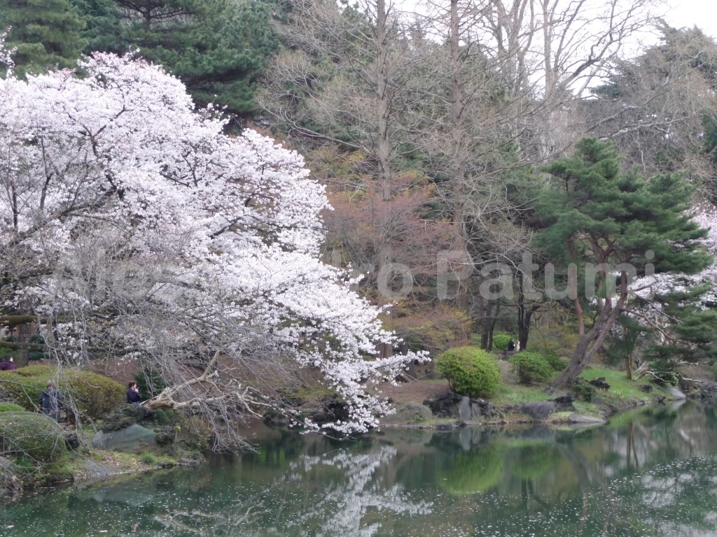 Cherry blossoming (Anami), Japan