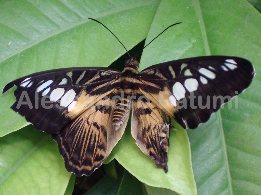 Butterfly, somewhere