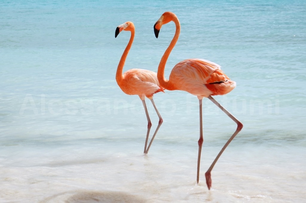 Flamingos in Aruba