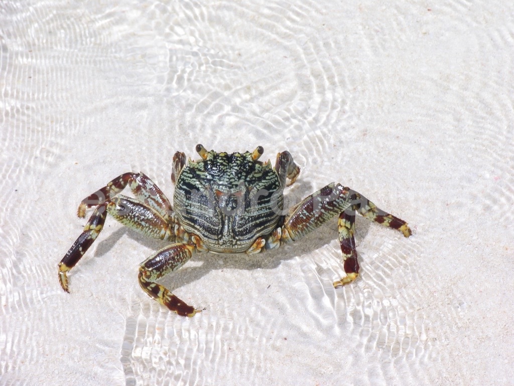Crab, Maldives