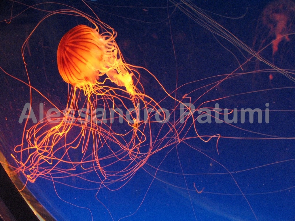 Osaka aquarium, Japan