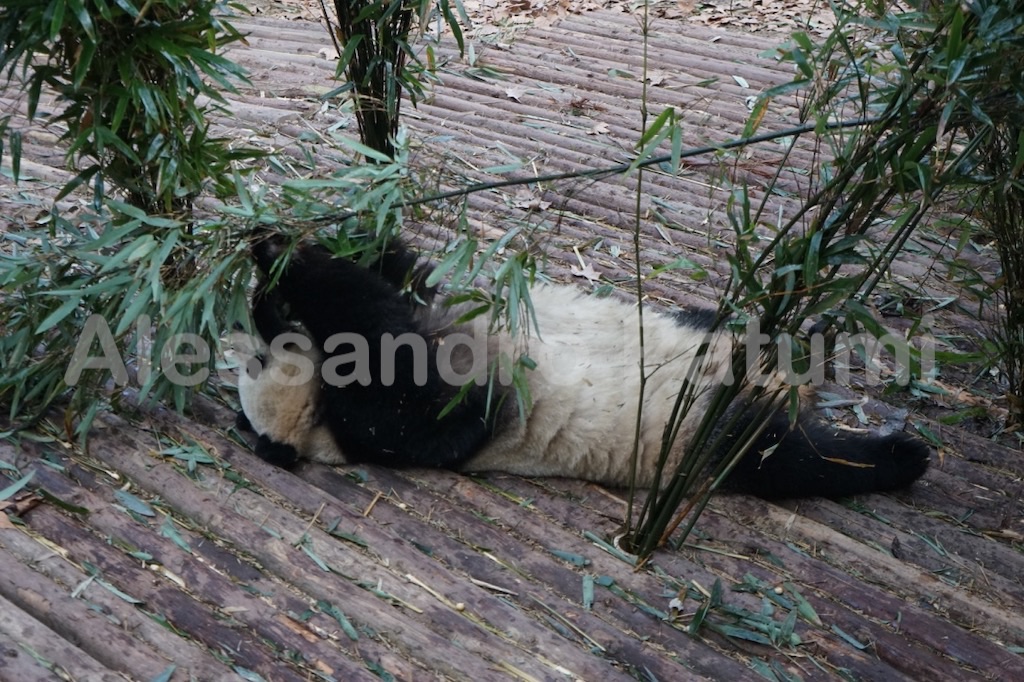 Panda breeding center, Chengdu, China