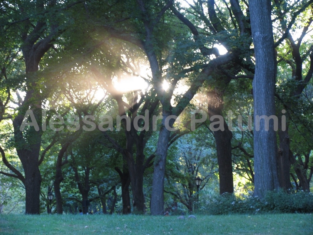 Light trough the trees