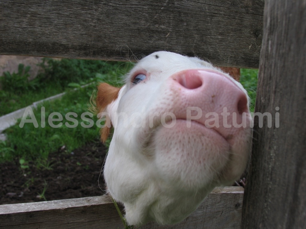 a small cow in Castelrotto