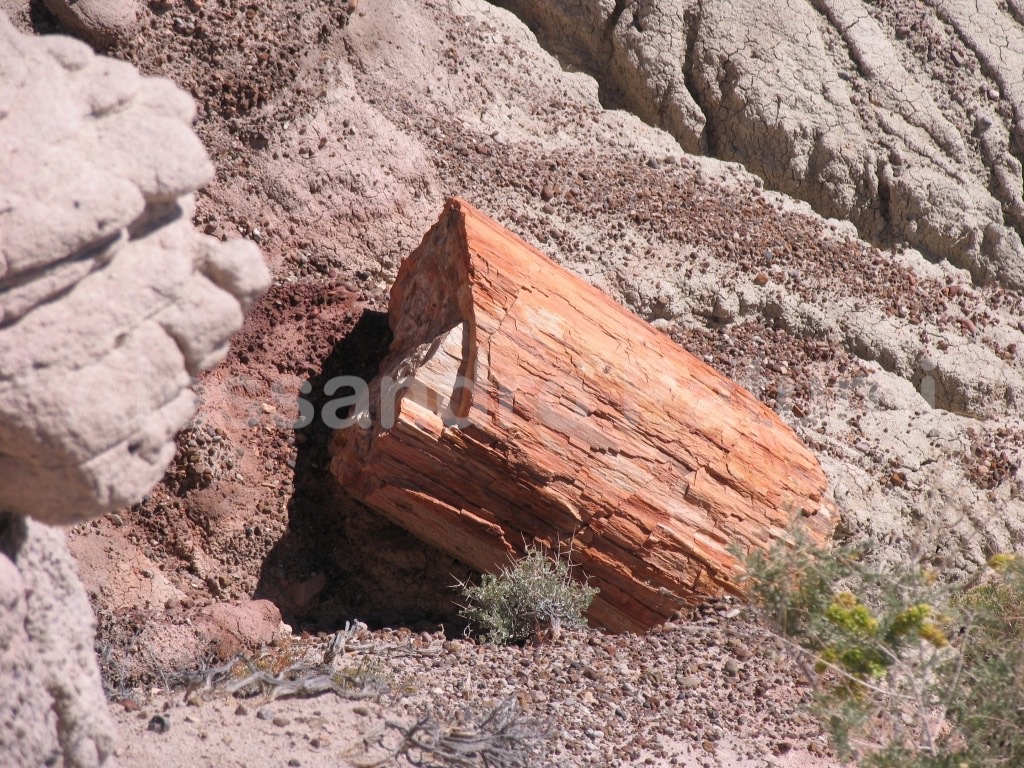 Petrified forest, USA